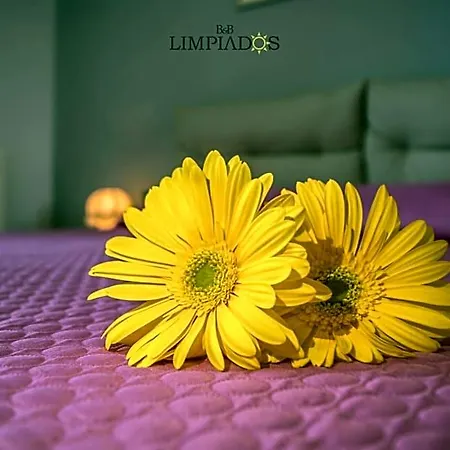 Oda ve Kahvaltı Limpiados